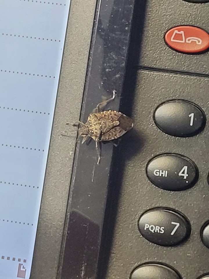 Nová záhrada - bzdochy 